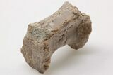 Triassic, Theropod Dinosaur (Coelophysis) Vertebra - Arizona #198230-1